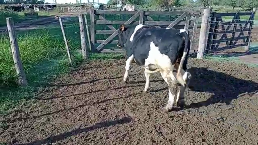 Lote Toros - Los Luises