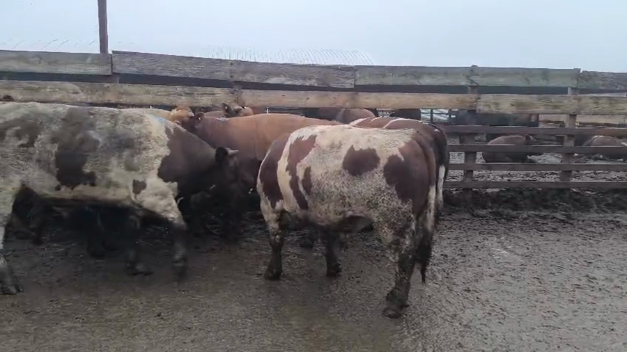 Lote 20 Novillo Gordo en Los Ángeles, VIII Región Biobío