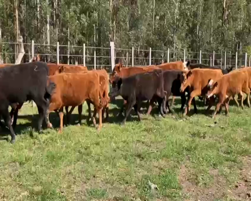 Lote 100 Terneras en Paysandú, Orgoroso