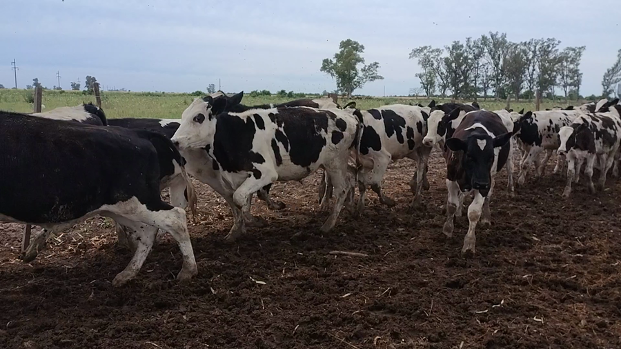 Lote 42 Terneros Holando Argentino en Suardi, Santa Fe