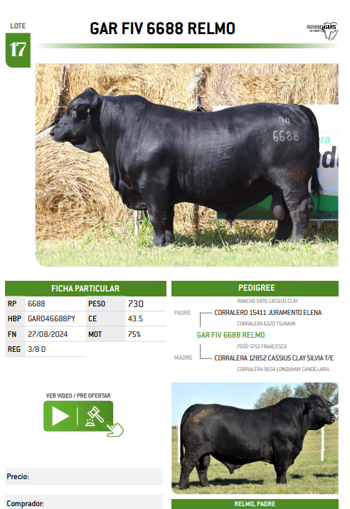 Lote LOTE 17