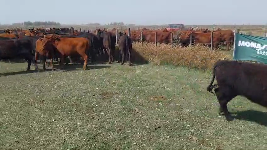 Lote 62 Terneras EN ARBOLEDAS