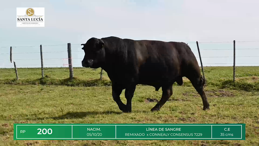 Lote TOROS ANGUS