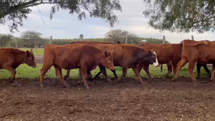 Lote 76 Novillitos en Corrientes, Monte Caseros