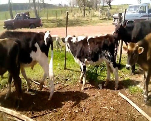 Lote 23 Terneros en Soriano