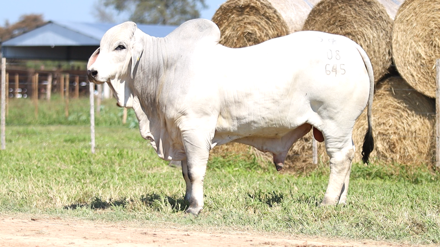 Lote LOTE 57