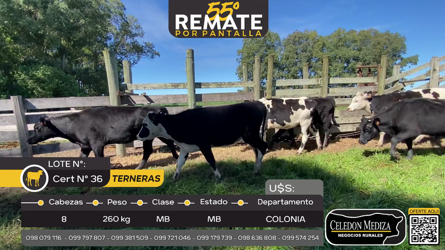 Lote 8 Terneras en Quintón, a 7 km de Tarariras, Colonia