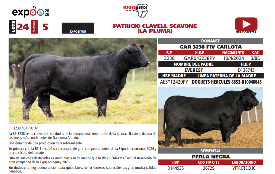 Lote LOTE 24