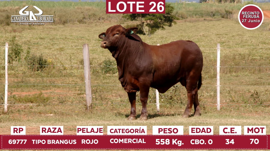 Lote Reproductores de Alborada - Lote 26