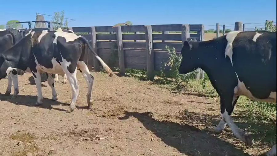 Lote 10 Novillos Holando Argentino en Col. Aldao, Santa Fe