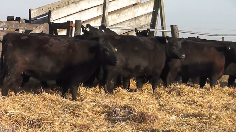 Lote """SAN BAUTISTA DEL SUR"" VAQUILLONAS MADRES ANGUS SELECCIONADAS CON GARANTÍA DE PREÑEZ"