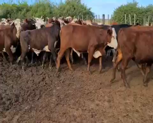 Lote 78 Novillos en Esquina, Corrientes