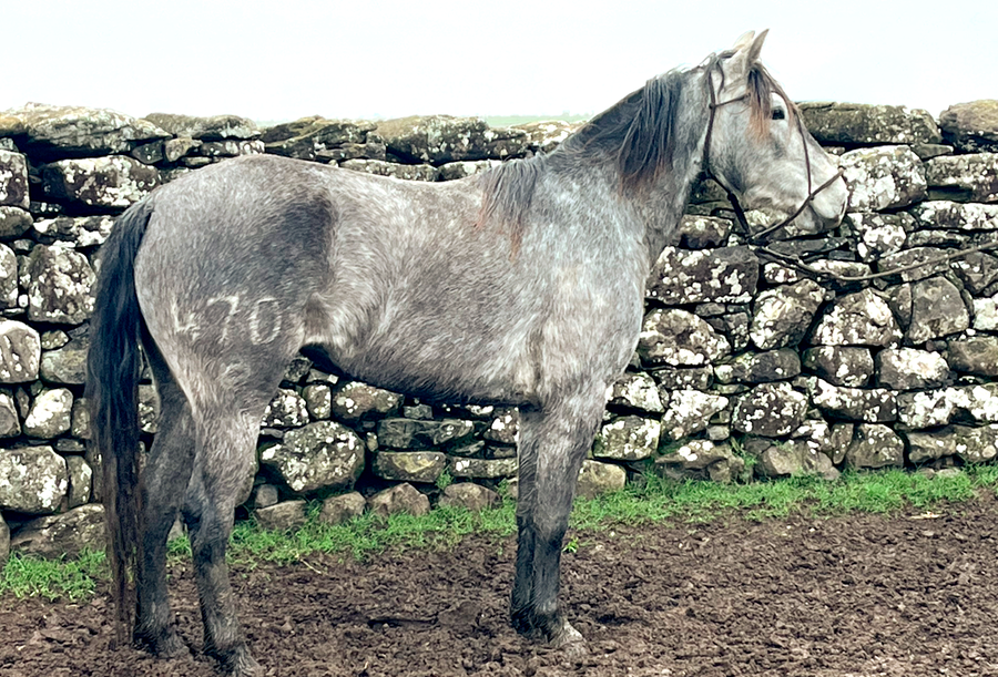 Lote FILTRADA GAITERA