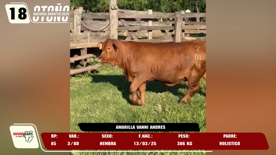 Lote LOTE 18 -DE JUNIOR