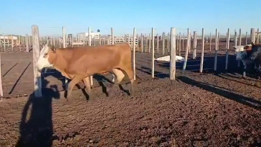 Lote 55 Terneros/as