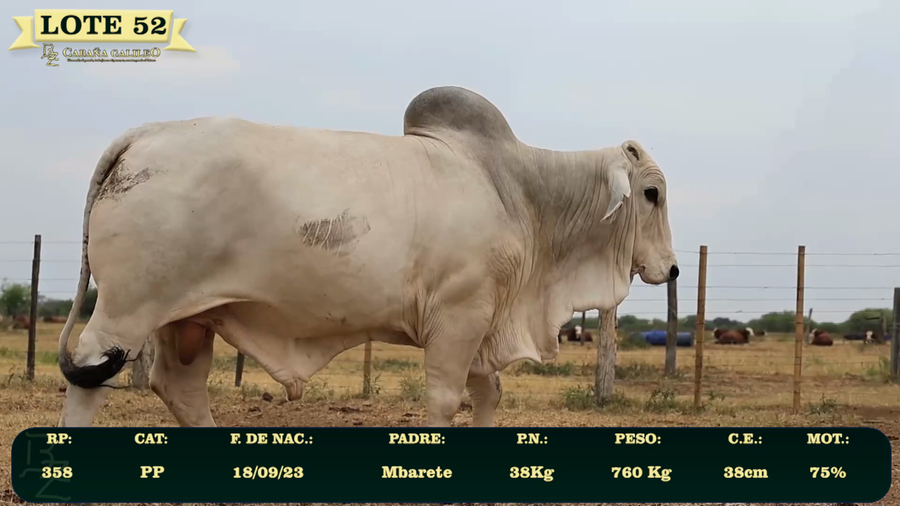 Lote LOTE 52