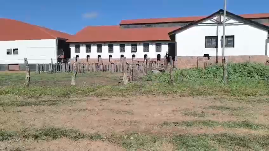 Lote 70 Vaca Exportacion