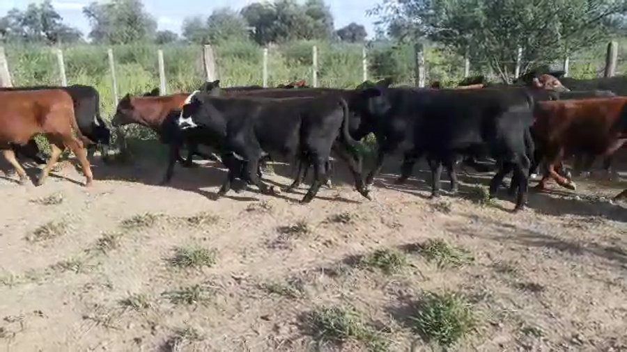 Lote 65 Terneros en Tintina, Santiago del Estero