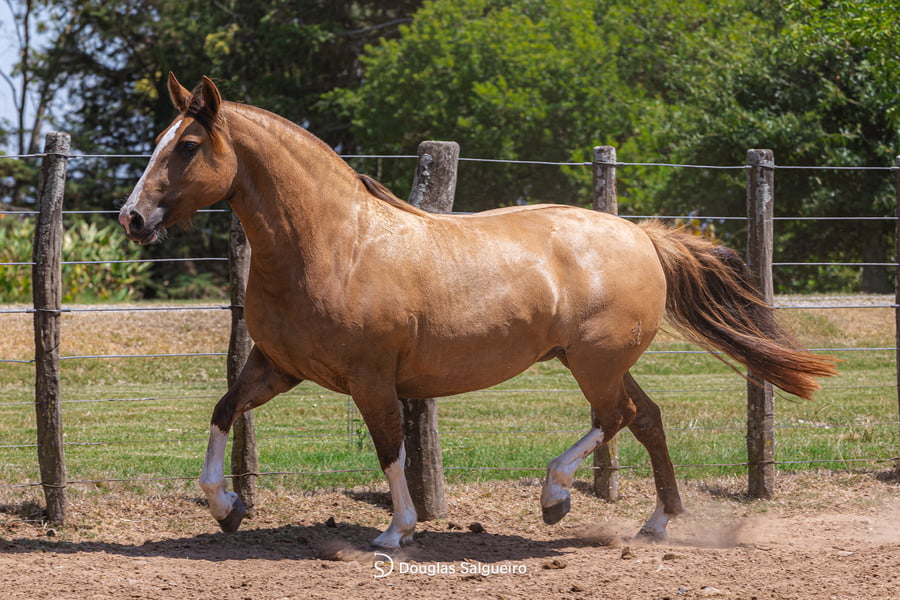 Lote MARIPOSA MISIONERA DE LA COLINA
