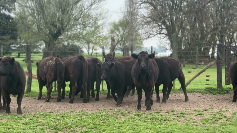 Lote 10 Vaquillonas P/ entorar