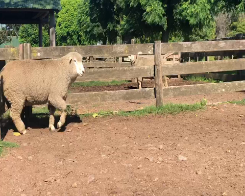Lote 1 Borregos Planteleros en Cerro Largo, Cerro Largo