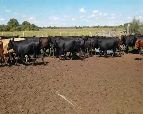 Lote 260 Vacas de invernar en Concepción, Corrientes