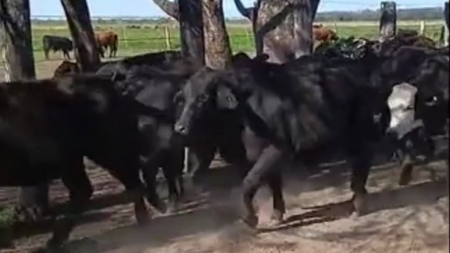 Lote 100 Novillitos en Chaco, Quitilipi