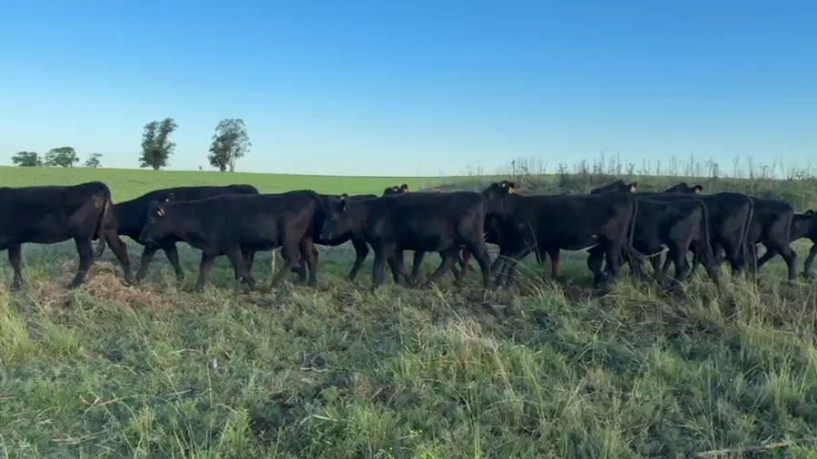 Lote VAQUILLONAS 1 a 2 AÑOS