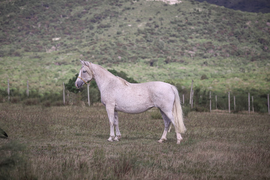 Lote Vencida La Magdalena