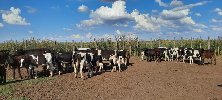 Lote 60 Terneros en Gral. Lamadrid, Buenos Aires