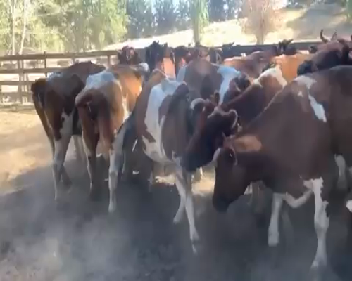 Lote 26 Vaca Preñada en Quillón, XVI Región Ñuble