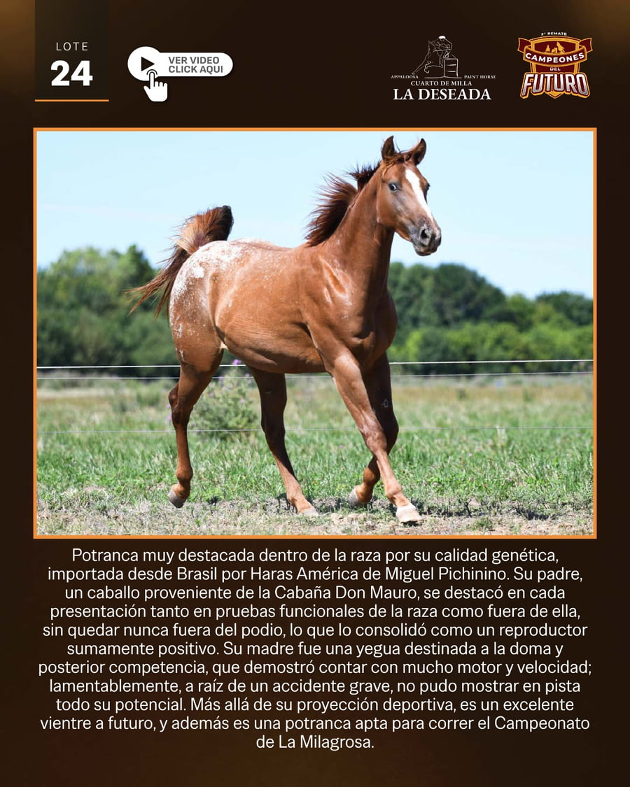 Lote DESEADA JET