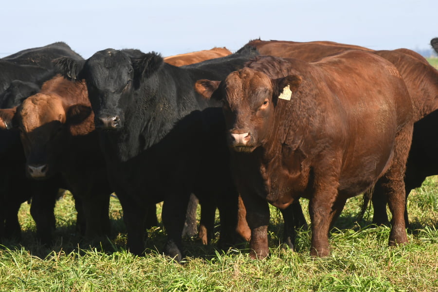 Lote RP 6948 y RP 18566 - TOROS PP y PC A CAMPO