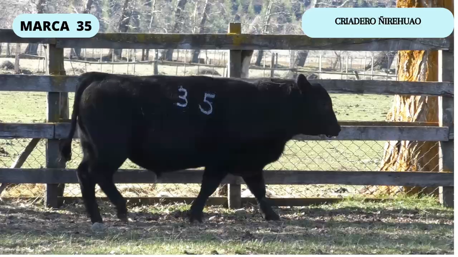 Lote 1 Toro en Coyhaique, XI Región Aysén