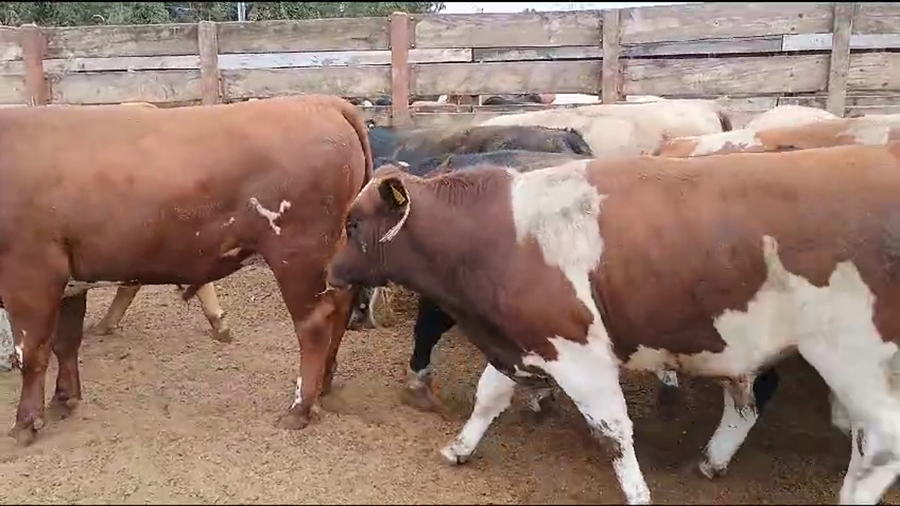 Lote 40 Novillo Gordo en Los Ángeles, VIII Región Biobío