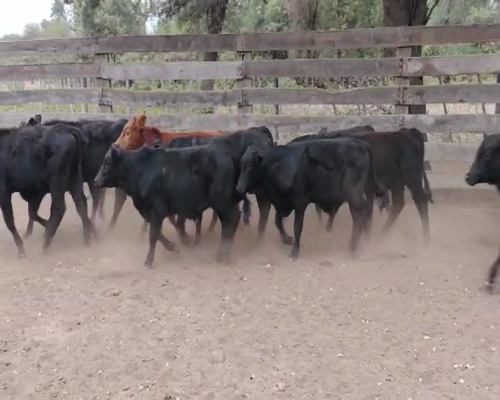 Lote 115 Terneros en Pampa de Los Guanacos, Santiago del Estero