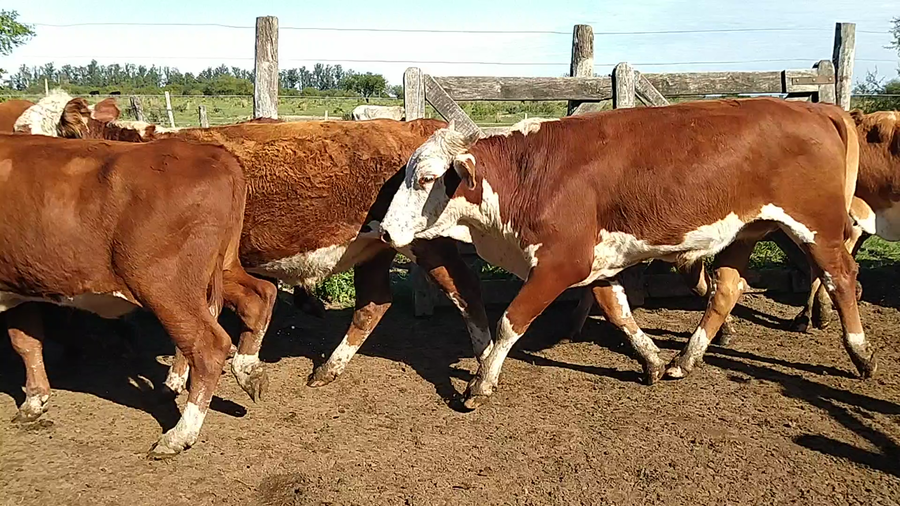 Lote 55 Novillos en Saladas, Corrientes