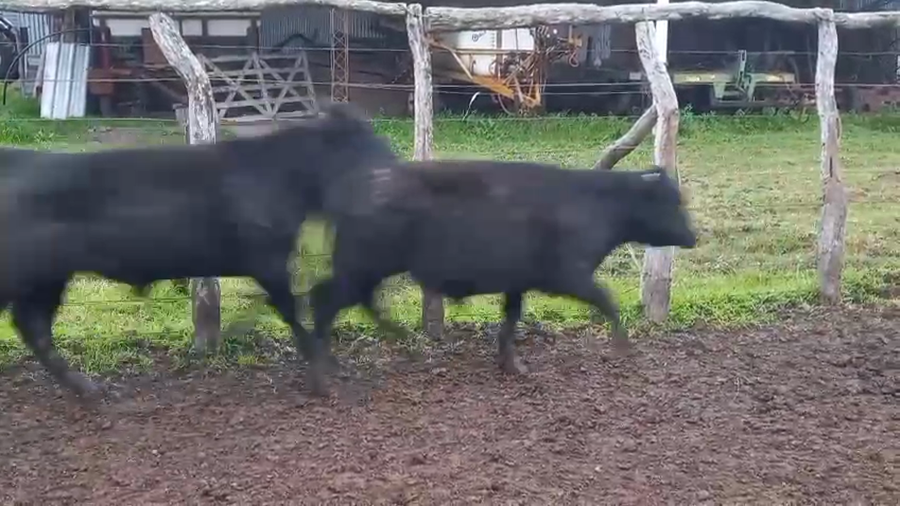 Lote 70 Terneros en Entre Ríos, Raices Oeste