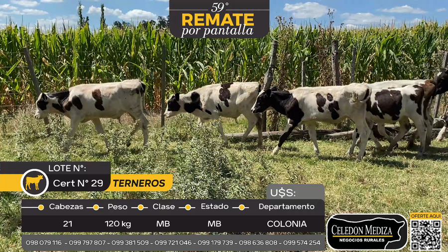 Lote 21 Terneros en La Horqueta, Colonia