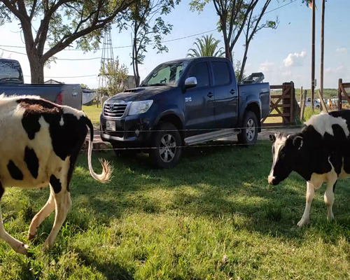 Lote (Vendido)6 Terneros HO a remate en #11 Remate de Pantalla 160kg - , Colonia