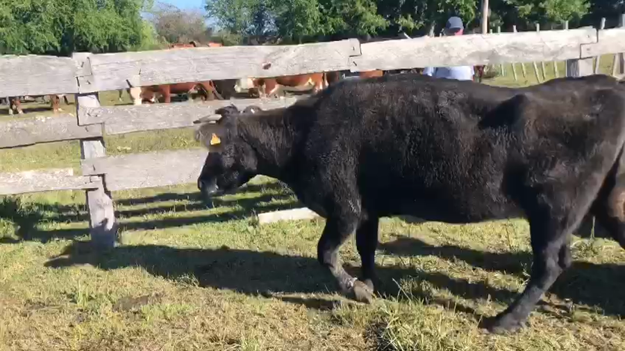 Lote 6 Vacas Invernada de El Canutillo