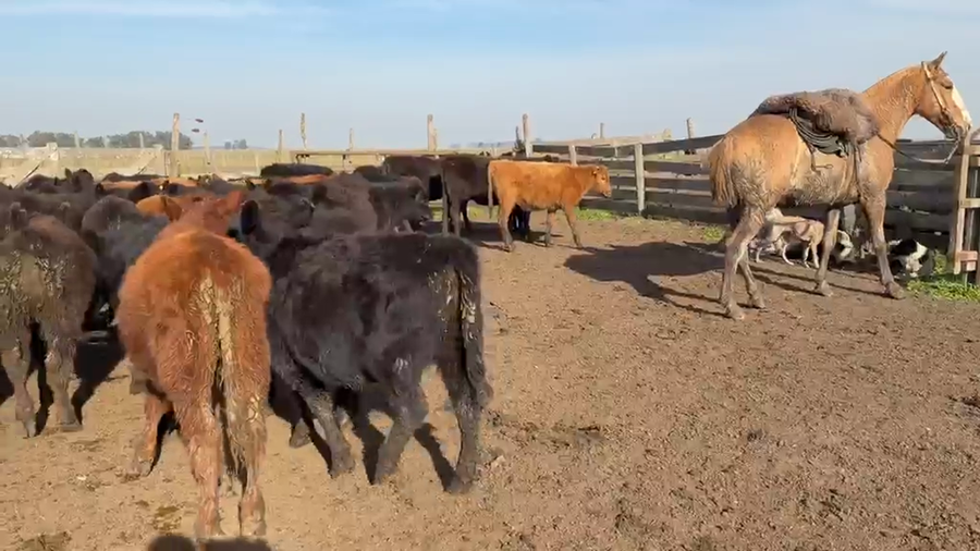 Lote 60 Terneros/as en Azul