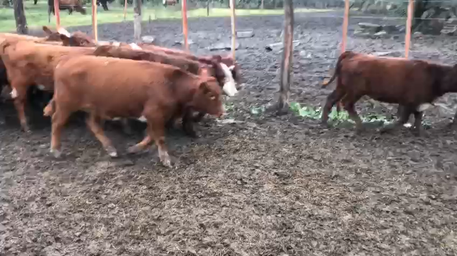 Lote 160 Terneros/as en Victoria, Entre Ríos