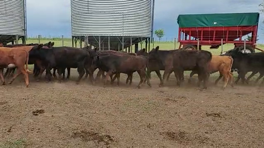 Lote 100 Terneros/as en Buenos Aires, Coronel Suarez