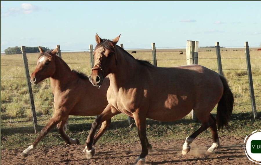 Lote Compadrita ESPARTILLO