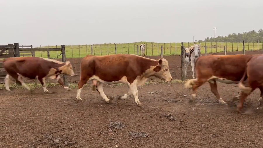 Lote Vacas de Invernada