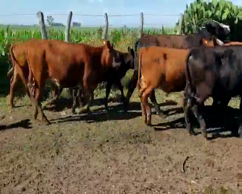 Lote 101 Terneros/as en Villaguay, Entre Ríos