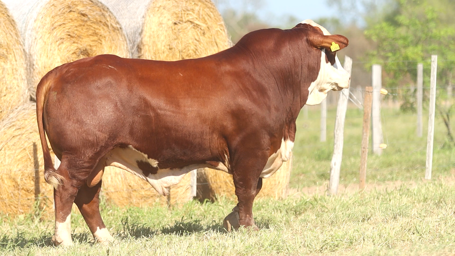 Lote LOTE 30