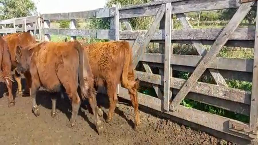 Lote 30 Terneros raza carne a remate en 4to remate ENTRE MARTILLOS 170kg -  en ecilda