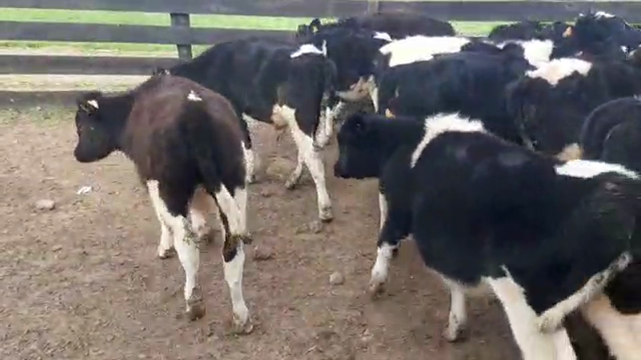 Lote 32 Terneros HOLANDO a remate en PANTALLA CAMY 185kg - , San José